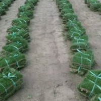 馬尼拉草坪
