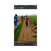 草坪基地早熟禾，高羊茅，四季青等冷季型草坪