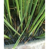 水蔥|水蔥價格|水生植物 水蔥圖片