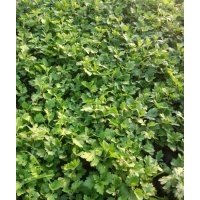 優(yōu)質(zhì)綠化草花地被菊價(jià)格圖片