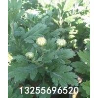 優(yōu)質(zhì)綠化草花九月菊批發(fā)中心