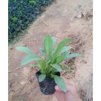 綠化草花金雞菊批發(fā)種植基地