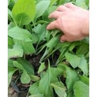 綠化草花毛地黃批發(fā)價格