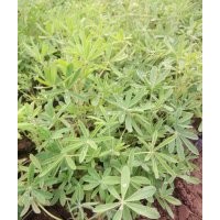 優(yōu)質(zhì)綠化草花羽扇豆批發(fā)種植基地