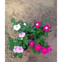 專業(yè)批發(fā)綠化草花天天開基地