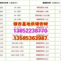 興隆銀杏|江蘇銀杏樹苗|江蘇銀杏樹苗基地