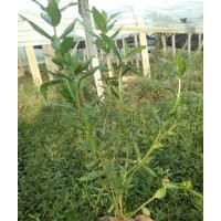 千屈菜價(jià)格 千屈菜適應(yīng)水里生長嗎 千屈菜照片
