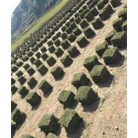 馬尼拉草皮，卷草
