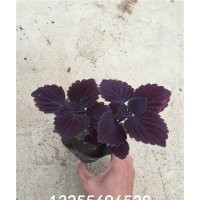 彩葉照片 彩葉價格 彩葉種植基地 彩葉批發(fā)價格