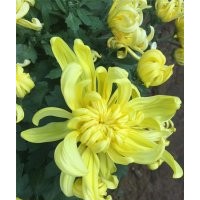 九月菊基地 九月菊品種大全 九月菊價格 九月菊照片 供應(yīng)九月菊