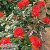 卡羅拉玫瑰苗|紅瑞花卉|卡羅拉玫瑰苗價格咨詢
