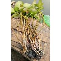 水生植物睡蓮