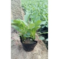 山東草花~~金雞菊