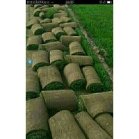 草坪供應