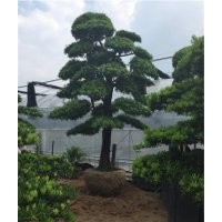 羅漢松,萬(wàn)達(dá)苗圃,10公分羅漢松