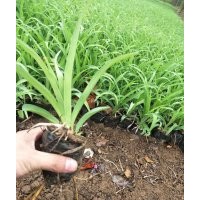 大花萱草