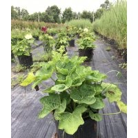 蜀葵、粉黛亂子草、迷迭香、馬櫻丹、牛筋草