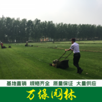 高羊茅草坪