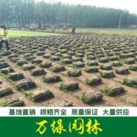 混播草坪
