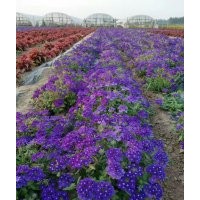 江西省南昌市冬季草花出售：三色堇石竹甜菜羽衣甘藍(lán)角瑾報(bào)春花賣(mài)