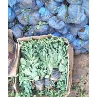 八寶景天，三七景天（費菜），德國景天，紅景天