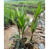 供應(yīng)湖南水生植物｜湖南哪里有賣水生植物｜湖南水生植物供應(yīng)商