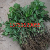 菊花苗_專業(yè)的菊花繁育中心_歡迎垂詢