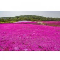 芝櫻花海、叢生福祿考花海、福祿考花海