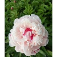 觀賞芍藥