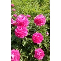 芍藥