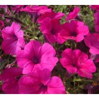 常年出售各類(lèi)草花：一串紅 萬(wàn)壽菊 矮牽牛 千屈菜等