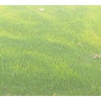 低價(jià)銷售沙坪果嶺草草坪卷