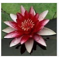供應睡蓮