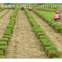 長期供應(yīng)馬尼拉
