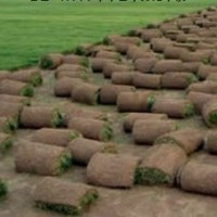 常年供應(yīng)早熟禾綠化用草坪