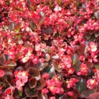 秦皇島四季海棠、孔雀草、一串紅