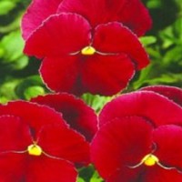 花卉草花