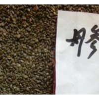 丹參種子常年大量供應(yīng)品質(zhì)保證 桂花種子