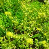 臨沂佛甲草|臨沂屋頂綠化