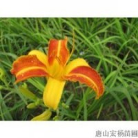 海爾范萱草