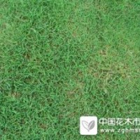 百慕大