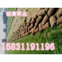 草坪銷售價(jià)格 河北草坪銷售價(jià)格 石家莊草坪銷售價(jià)格