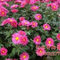 荷蘭菊