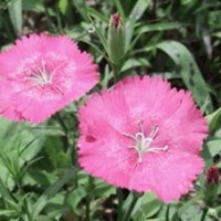 供應(yīng)地被植物-常夏石竹，常夏石竹種子，常夏石竹苗，別稱：羽裂