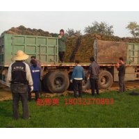 河北正定草坪報價