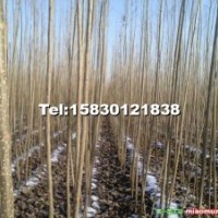 欒城縣梅雪花草苗木綠化有限公司