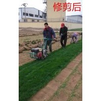 供應(yīng)草坪