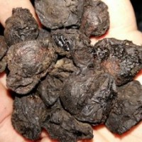 大量長期供應(yīng)批發(fā)烏梅干煙熏烏梅干烏梅肉無核藥用