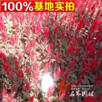 苗木產(chǎn)地直銷(xiāo)大星供應(yīng)花葉忍冬