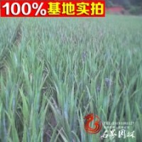 供應(yīng)各種多肉植物蘆薈